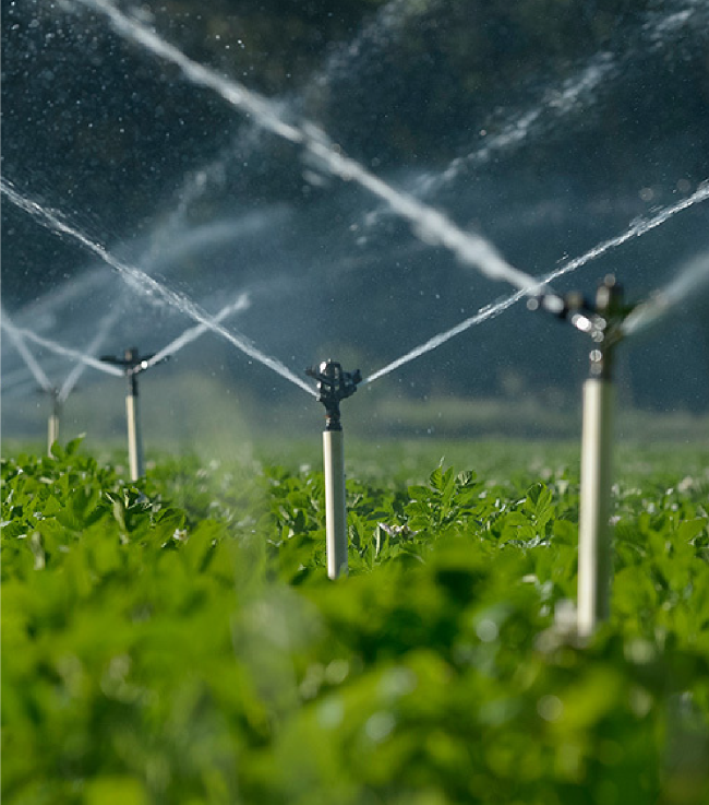 linhas de irrigação